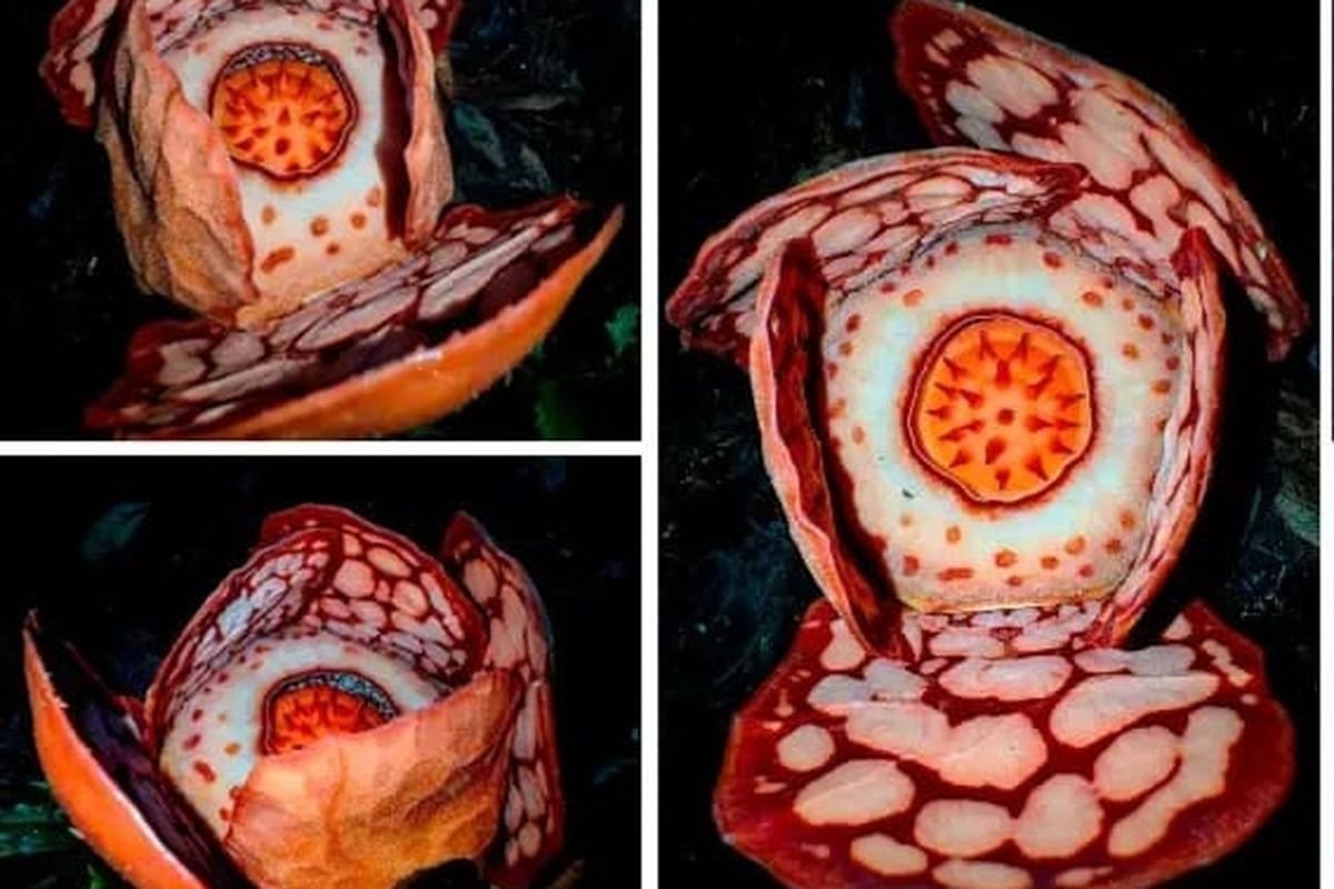 Oxford Disorot: Peneliti RI Diabaikan dalam Penemuan Rafflesia hasseltii