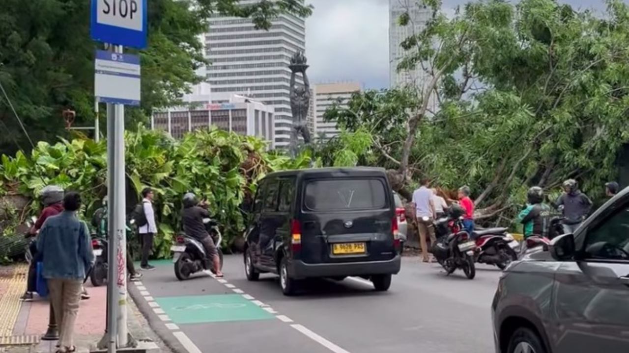 Horor di Senayan! Cuaca Cerah Tanpa Hujan, Pohon Besar Tiba-tiba Tumbang Tutup Jalan Pintu Satu