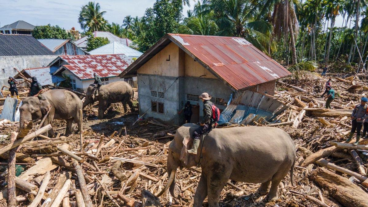 Cegah Stres, BKSDA Beri Perlakuan Khusus 4 Gajah Pembersih Puing Banjir Aceh
