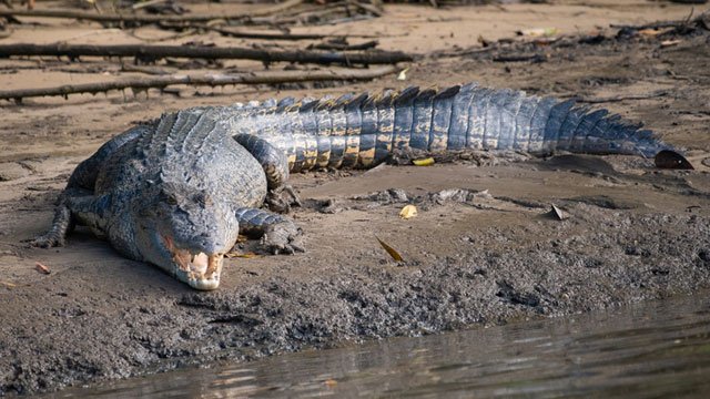 Buaya-Muara-Crocodylus-porosus