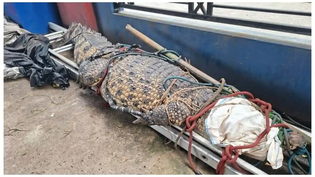 Menegangkan! Detik-detik Damkar Bekasi Taklukkan Buaya Muara 2,5 Meter di Sawah Bantargebang