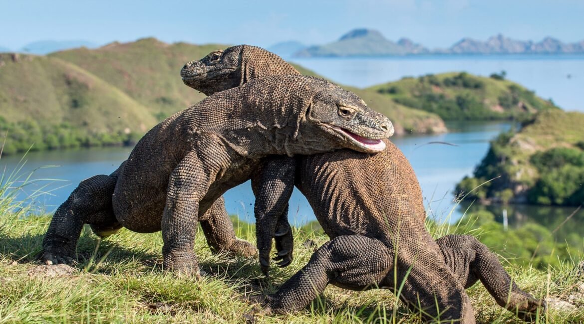 komodo-dragons-1800x1058