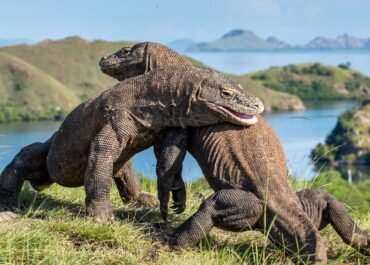 Diplomasi Satwa: Indonesia Kirim Dua Komodo ke Jepang untuk Misi Konservasi dan Edukasi Global