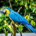 Ikon Kota Caracas Terancam Hilang, Burung Macaw Kehilangan Rumah Akibat Penebangan Pohon