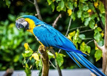 Ikon Kota Caracas Terancam Hilang, Burung Macaw Kehilangan Rumah Akibat Penebangan Pohon