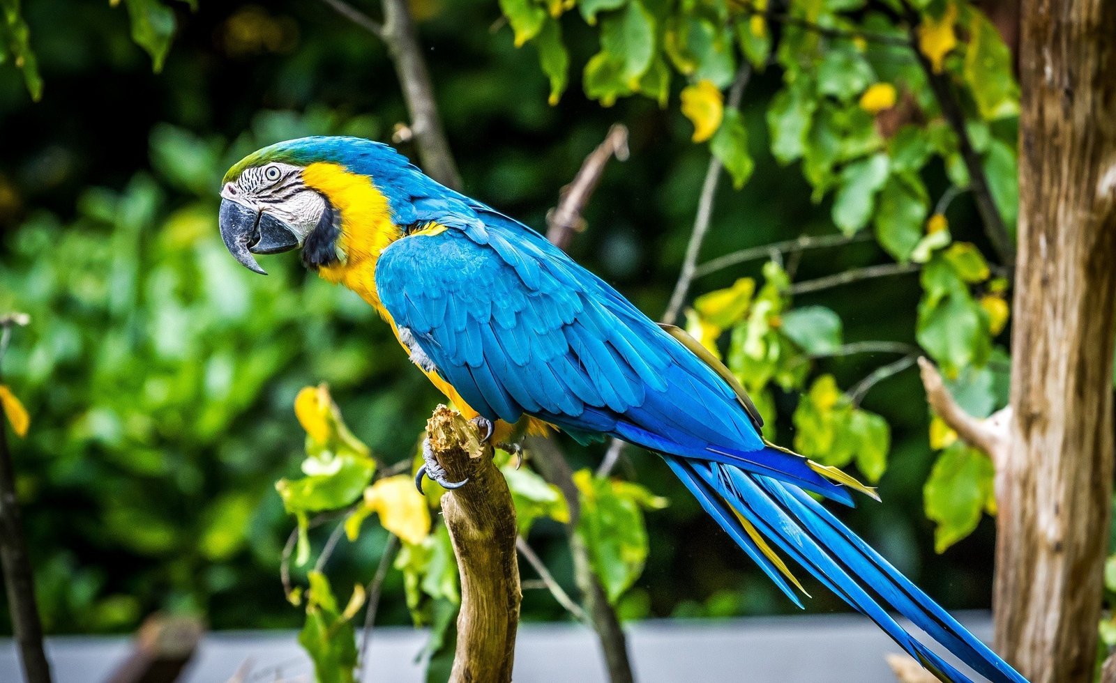 Ikon Kota Caracas Terancam Hilang, Burung Macaw Kehilangan Rumah Akibat Penebangan Pohon