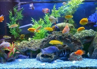 8 Ikan Hias Paling Ramah untuk Pemula, Cantik di Akuarium Tanpa Perawatan Ribet