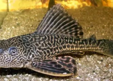 Darurat Sungai Jakarta! Ledakan Ikan Sapu-Sapu Picu Ancaman Ekosistem dan Kesehatan