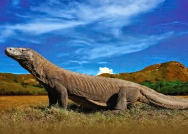 Sindikat Gelap Penyelundupan Komodo Terbongkar: Diburu dari Flores, Dijual Murah ke Surabaya, Dikirim ke Pasar Hitam Thailand