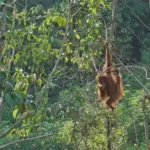 Jaringan Perdagangan Satwa Liar Makin Licin, Dalang Utama Sulit Dijerat Hukum