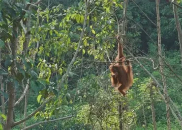 Jaringan Perdagangan Satwa Liar Makin Licin, Dalang Utama Sulit Dijerat Hukum