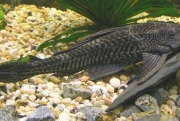 Kasus Dugaan Pelecehan Seksual Mahasiswa FH UI Viral, Ini Dampak Psikologis Berat yang Mengintai Korban