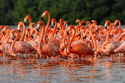 Terungkap! Ini Alasan Ilmiah Mengapa Flamingo Berwarna Pink