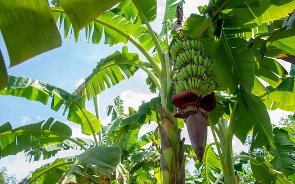 Tak Hanya Buahnya, Ini 5 Bagian Pohon Pisang yang Bisa Jadi Santapan Lezat dan Bergizi