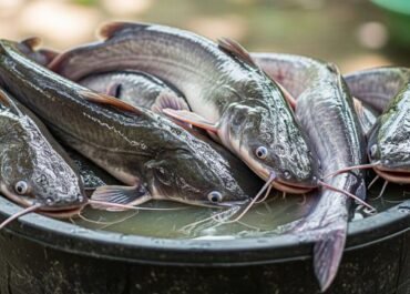 Bukan Hoaks, Kanker Bisa Menular di Alam: Lele di Danau AS-Kanada Jadi Korban