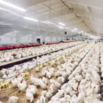 Bolehkah Bangun Kandang Ayam Dekat Perumahan? Ini Aturan yang Wajib Dipenuhi agar Tak Langgar Hukum
