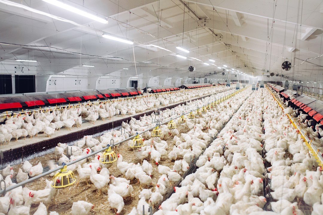 Bolehkah Bangun Kandang Ayam Dekat Perumahan? Ini Aturan yang Wajib Dipenuhi agar Tak Langgar Hukum
