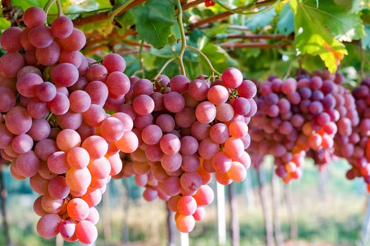 5 Manfaat Buah Anggur untuk Kesehatan, Bantu Jaga Jantung hingga Tingkatkan Imunitas