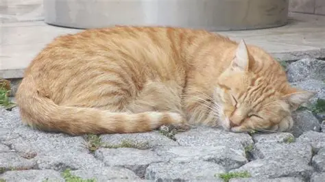 10 Posisi Tidur Kucing yang Punya Arti Tersembunyi, Nomor Terakhir Sering Disalahartikan Pemilik