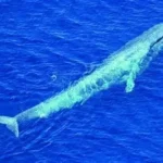 10 Hewan Laut Terbesar Sepanjang Sejarah Bumi, Nomor Satu Punya Lidah Seberat Gajah