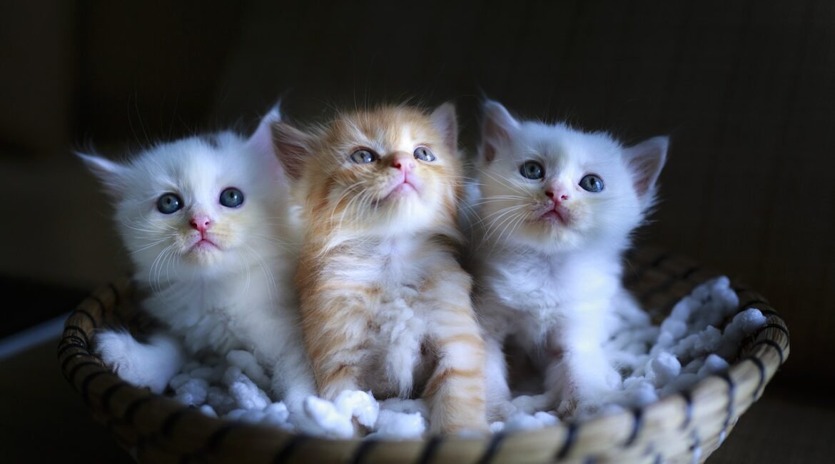kucing kembar tiga