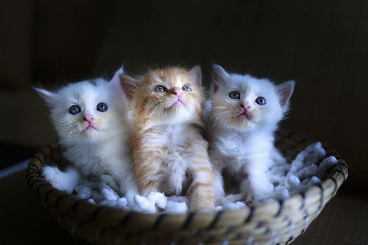 Hari Kucing Sedunia 2026, 5 Cara Sederhana Bikin Anabul Makin Bahagia