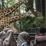 Tiket Masuk Ragunan Diwacanakan Naik Rp10 Ribu, Pramono Segera Tentukan Tarif Baru