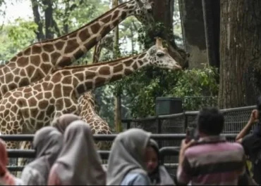 Tiket Masuk Ragunan Diwacanakan Naik Rp10 Ribu, Pramono Segera Tentukan Tarif Baru