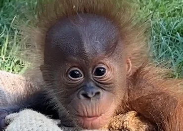 Misteri 5 Bayi Orang Utan di Hutan India, Benarkah Dibawa dari Asia Tenggara?