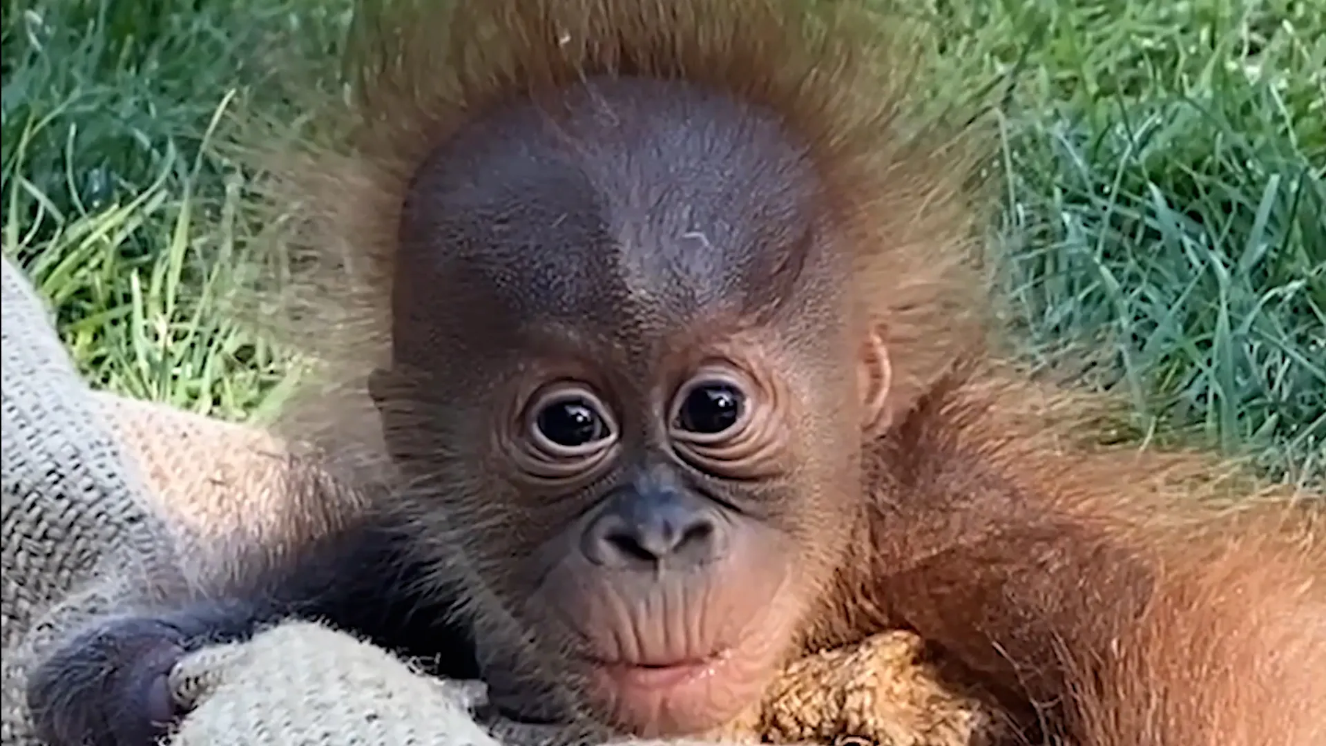 Misteri 5 Bayi Orang Utan di Hutan India, Benarkah Dibawa dari Asia Tenggara?