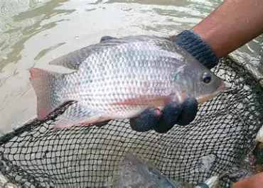 Bukan Sekadar Ikan Biasa, Nila Hitam Bikin Thailand Kalang Kabut hingga Mau Dibasmi