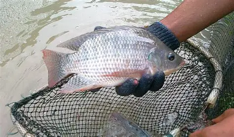 Bukan Sekadar Ikan Biasa, Nila Hitam Bikin Thailand Kalang Kabut hingga Mau Dibasmi