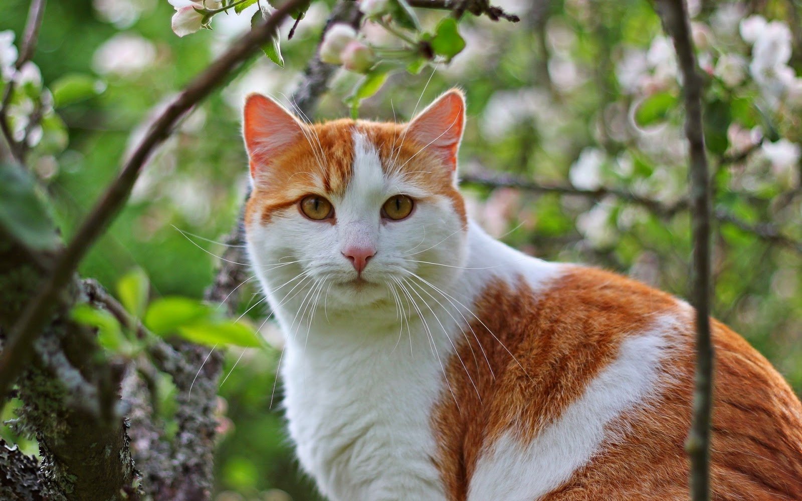 Jangan Langsung Digendong, Ini 7 Langkah Membuat Kucing Liar Mulai Percaya pada Manusia