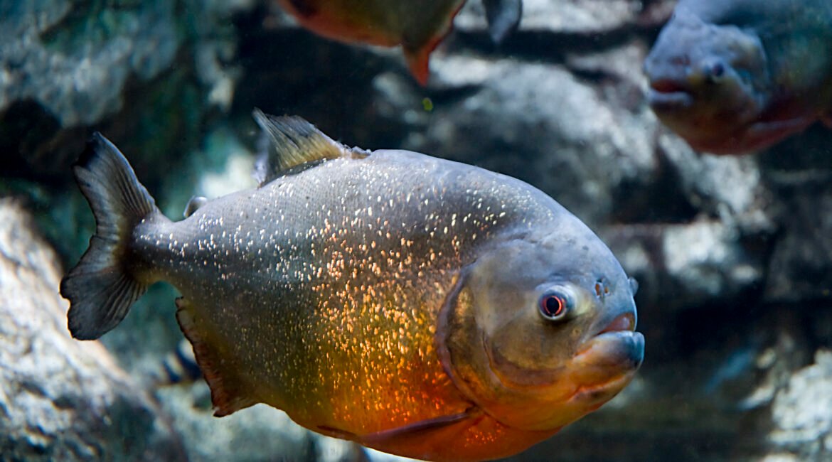 Red bellied Piranha