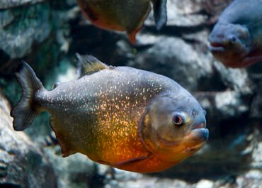 Heboh Piranha Muncul di Perairan Malaysia, Benarkah Predator Amazon Mulai Berkembang Biak?