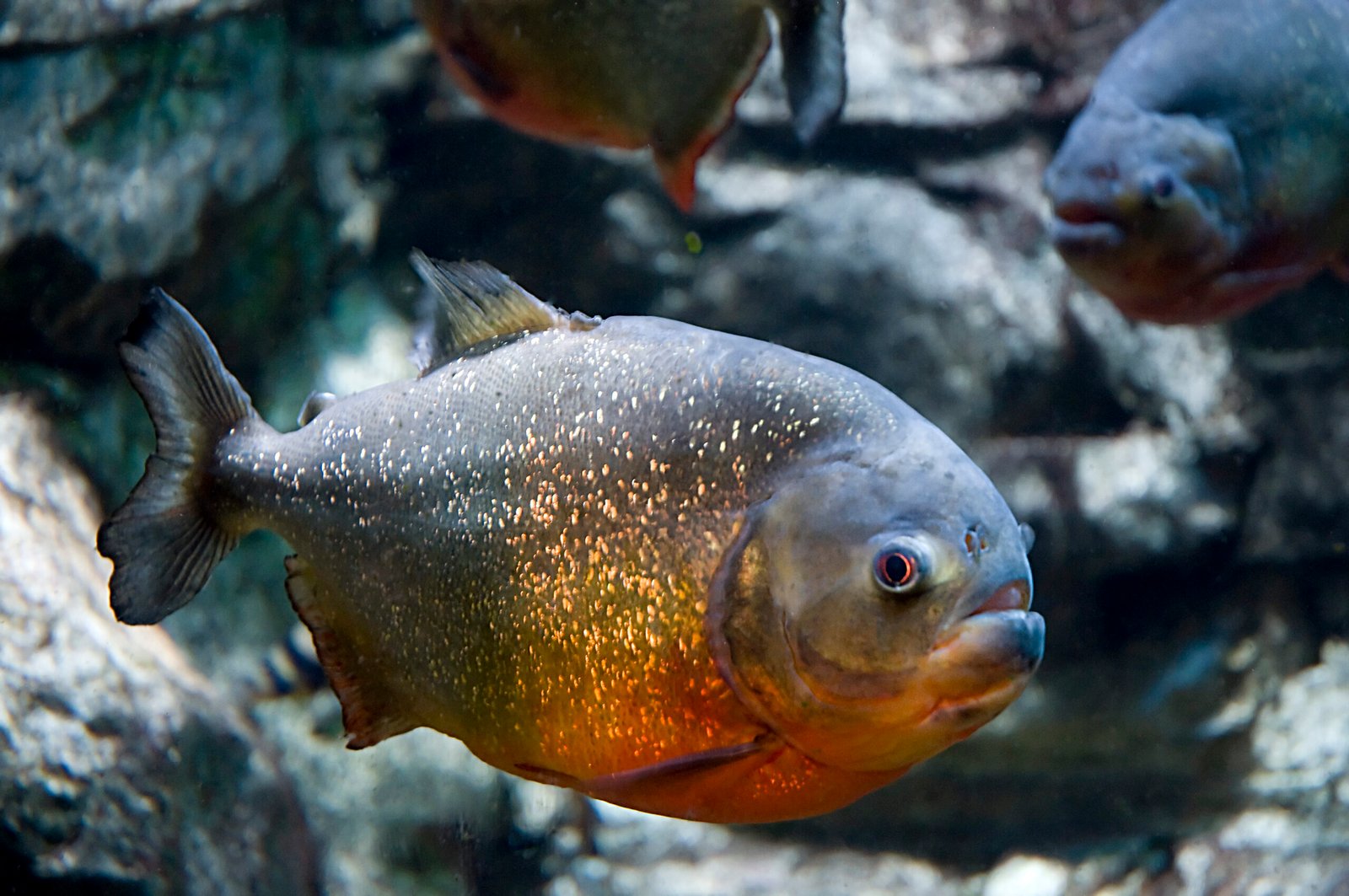 Heboh Piranha Muncul di Perairan Malaysia, Benarkah Predator Amazon Mulai Berkembang Biak?