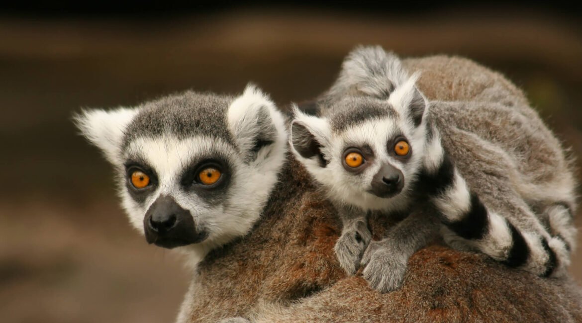 animals_hero_lemurs