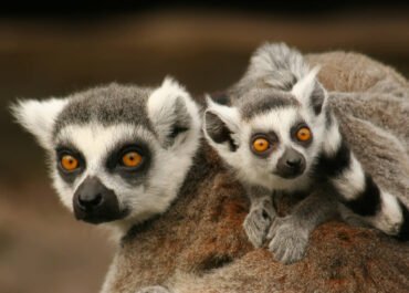 Jejak 2 Lemur Hilang dari Bangladesh Terbongkar, Kini Diduga Berada di Fasilitas Vantara India