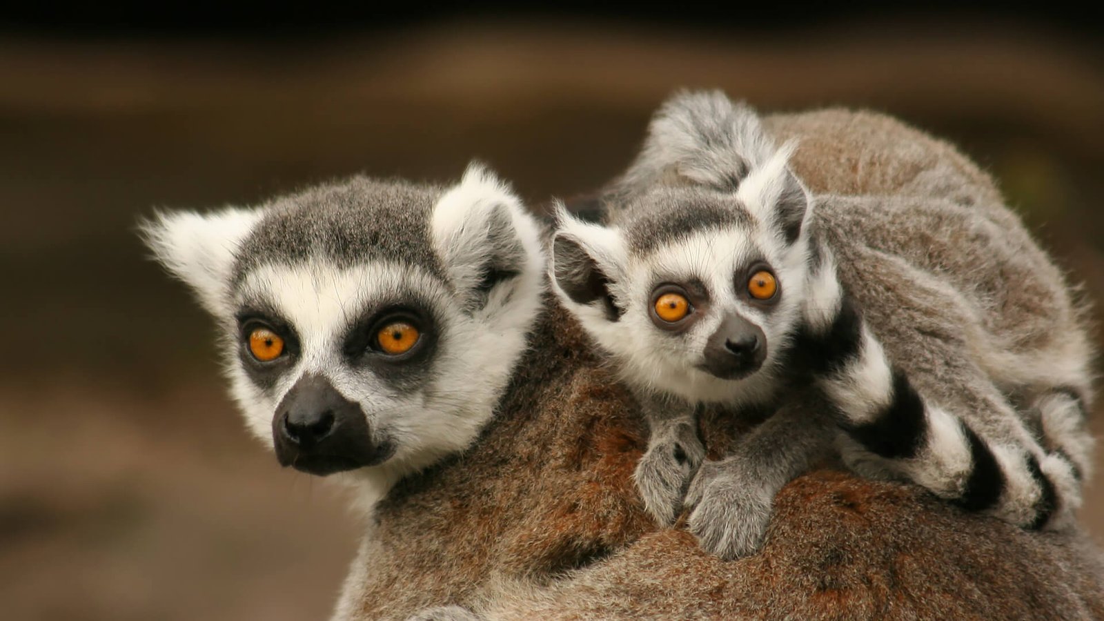 Jejak 2 Lemur Hilang dari Bangladesh Terbongkar, Kini Diduga Berada di Fasilitas Vantara India