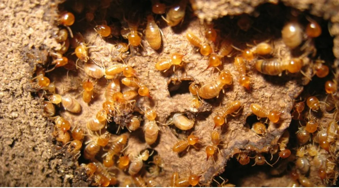image-banner-stock-subterranean-termites-in-nest-getty-627713586