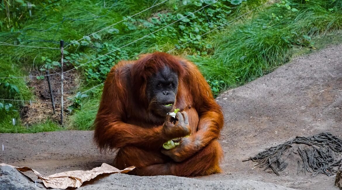 orang-utan-3534147_1280