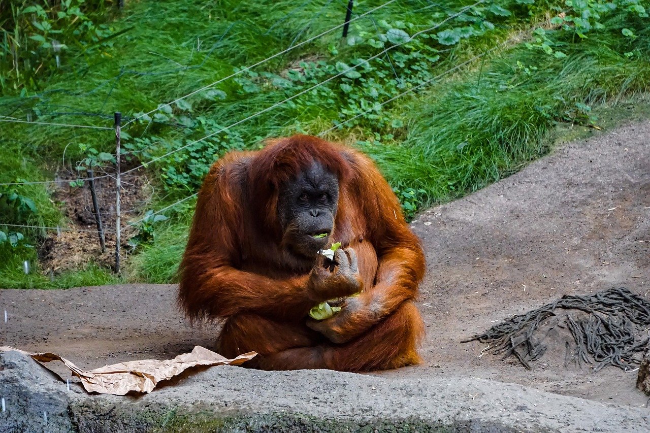 Tak Perlu Bawa Pulang, Begini Cara Adopsi Orangutan untuk Bantu Selamatkan Mereka