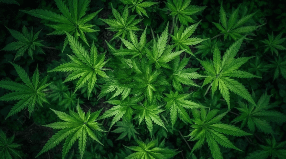 pngtree-closeup-of-leaves-of-marijuana-picture-image_2483975