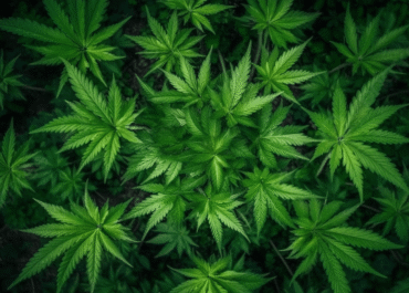Puluhan Pohon Ganja Tumbuh di Rumah ASN Bandung, Polisi Bongkar Praktiknya