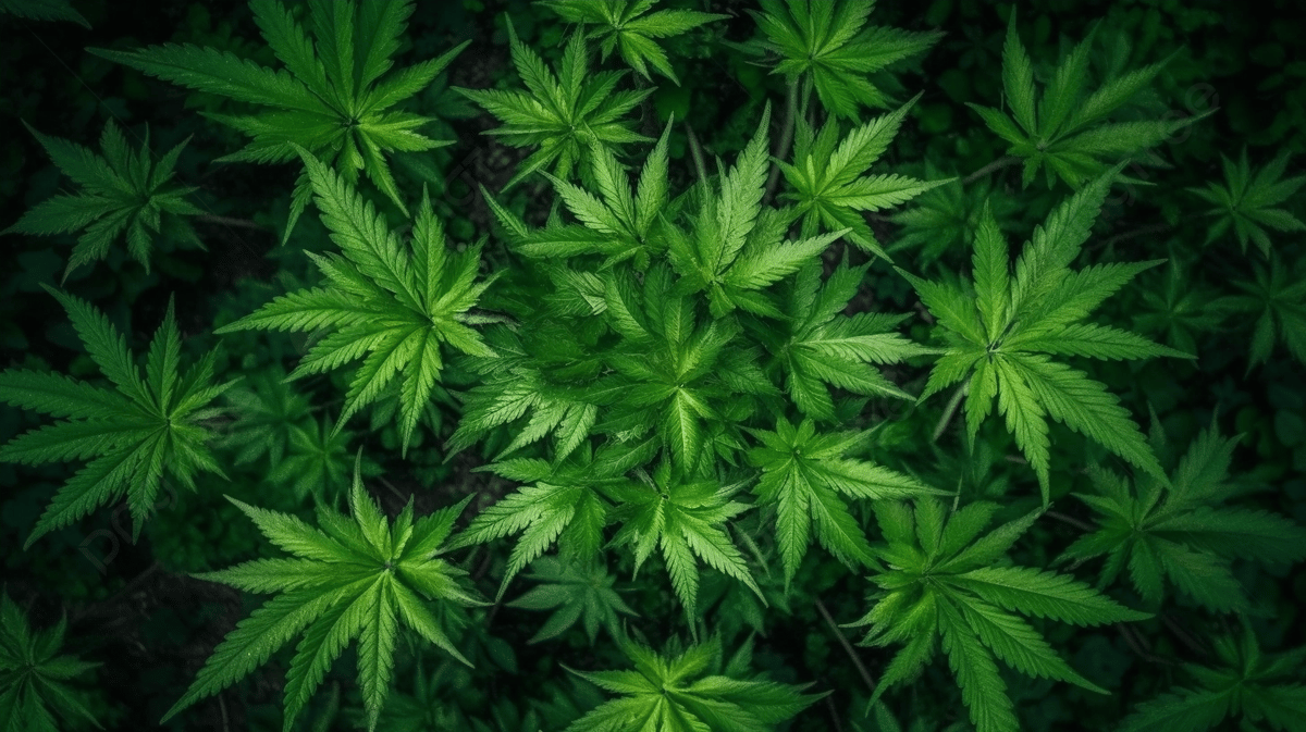 Puluhan Pohon Ganja Tumbuh di Rumah ASN Bandung, Polisi Bongkar Praktiknya