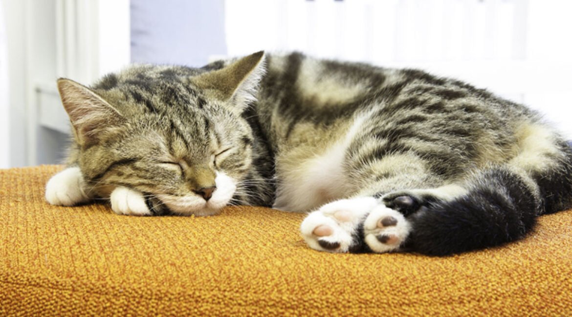 1619252064-kucing-tidur-seharian-banner