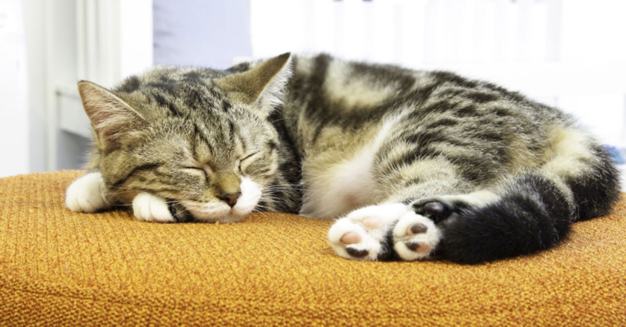 Suka Tidur Bareng Kucing? Ini Risiko Kesehatan yang Perlu Kamu Tahu