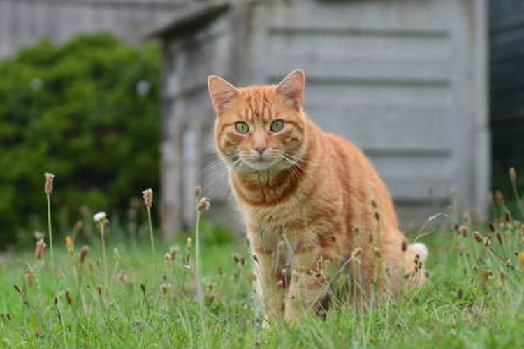 Bukan Sekadar Tingkah Barbar, Ini Rahasia DNA yang Membuat Kucing Oren Berbeda